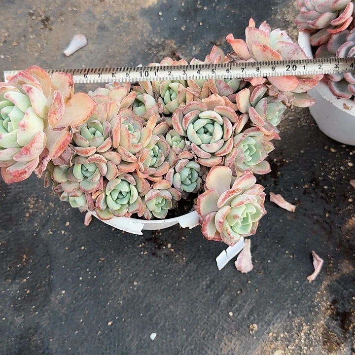 郑***力千山雪085 多肉植物一物一拍