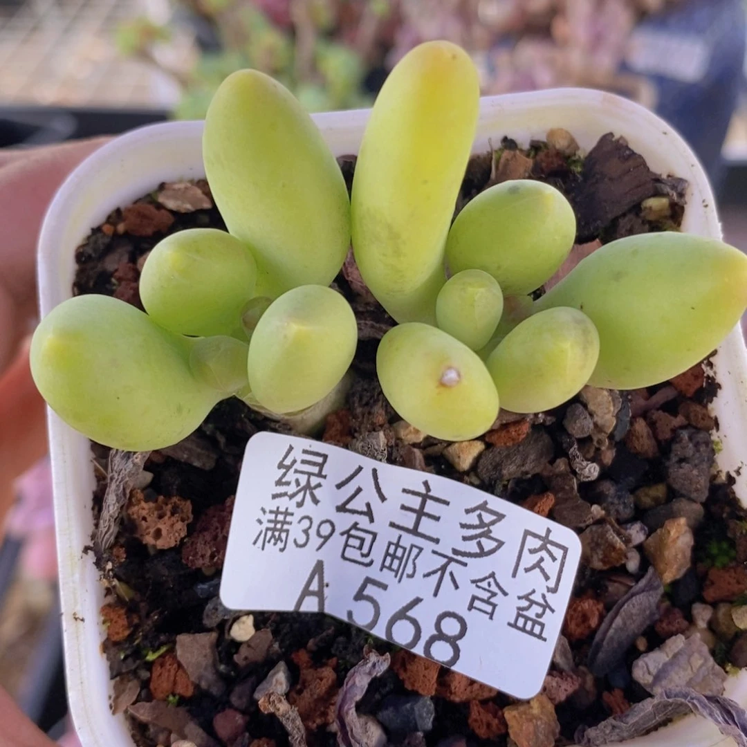 芒果奶5cm568多肉植物