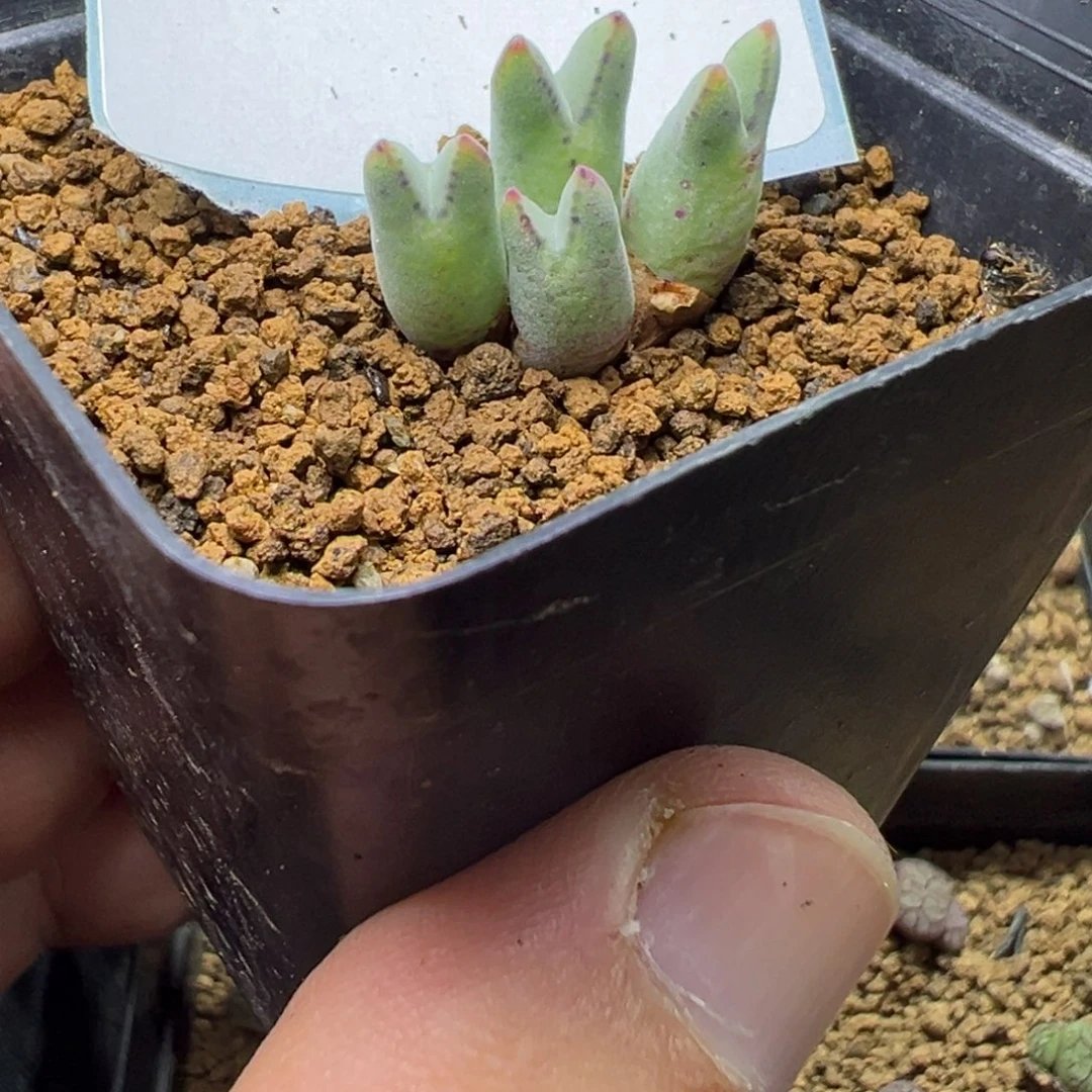 29-72 985猪蹄多肉植物