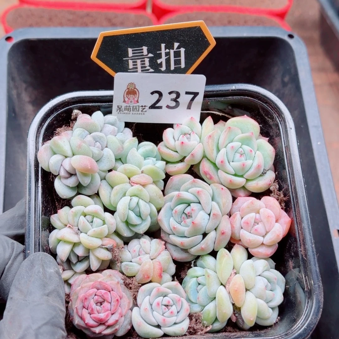 多肉植物多肉植物