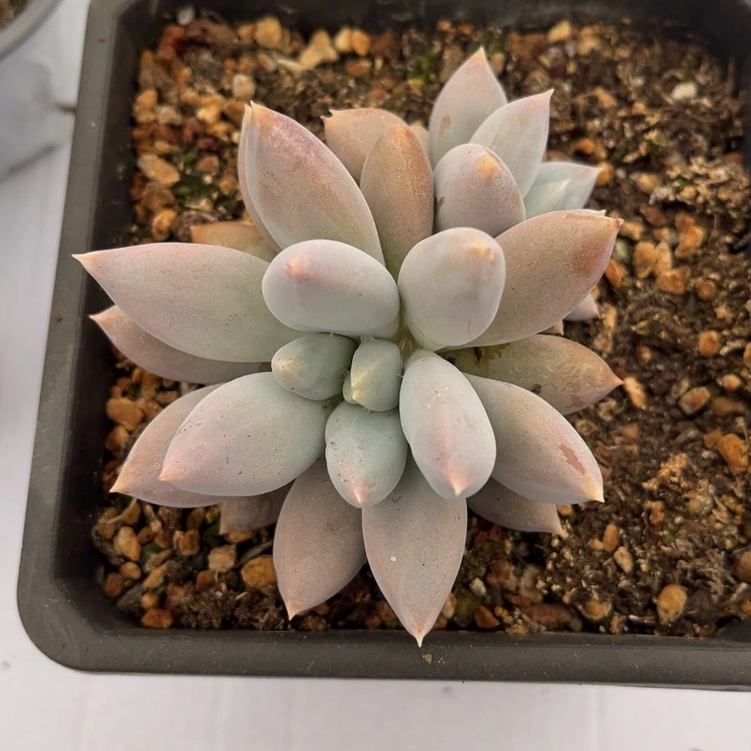 多肉植物的繁殖方式