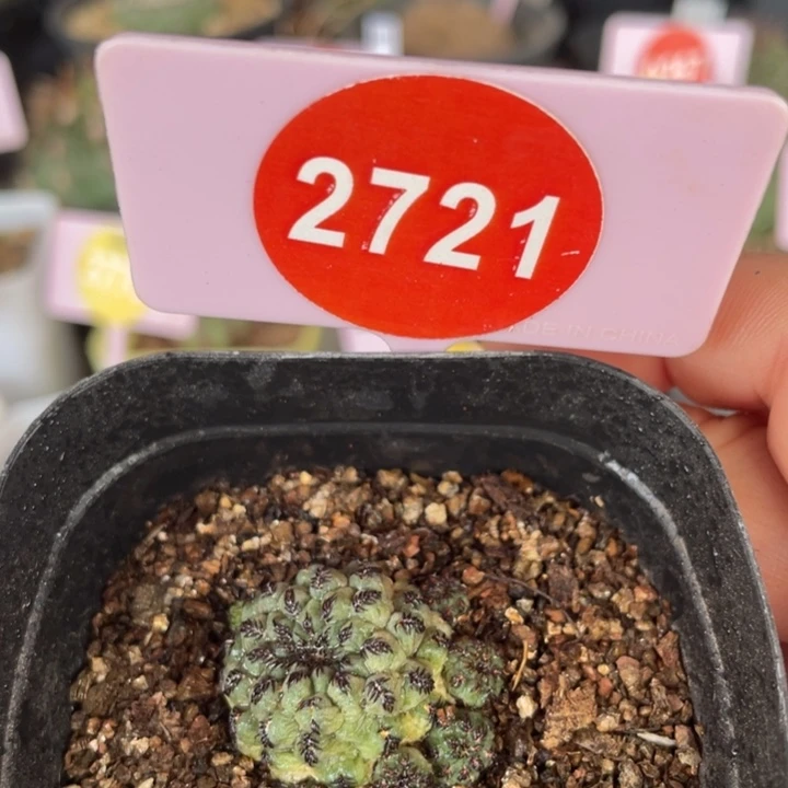 自根绿丽丸一棵2721