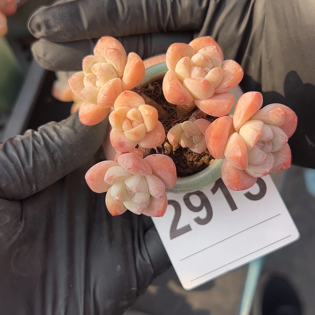 2915，六头高庄小脸冰玉带盆发的