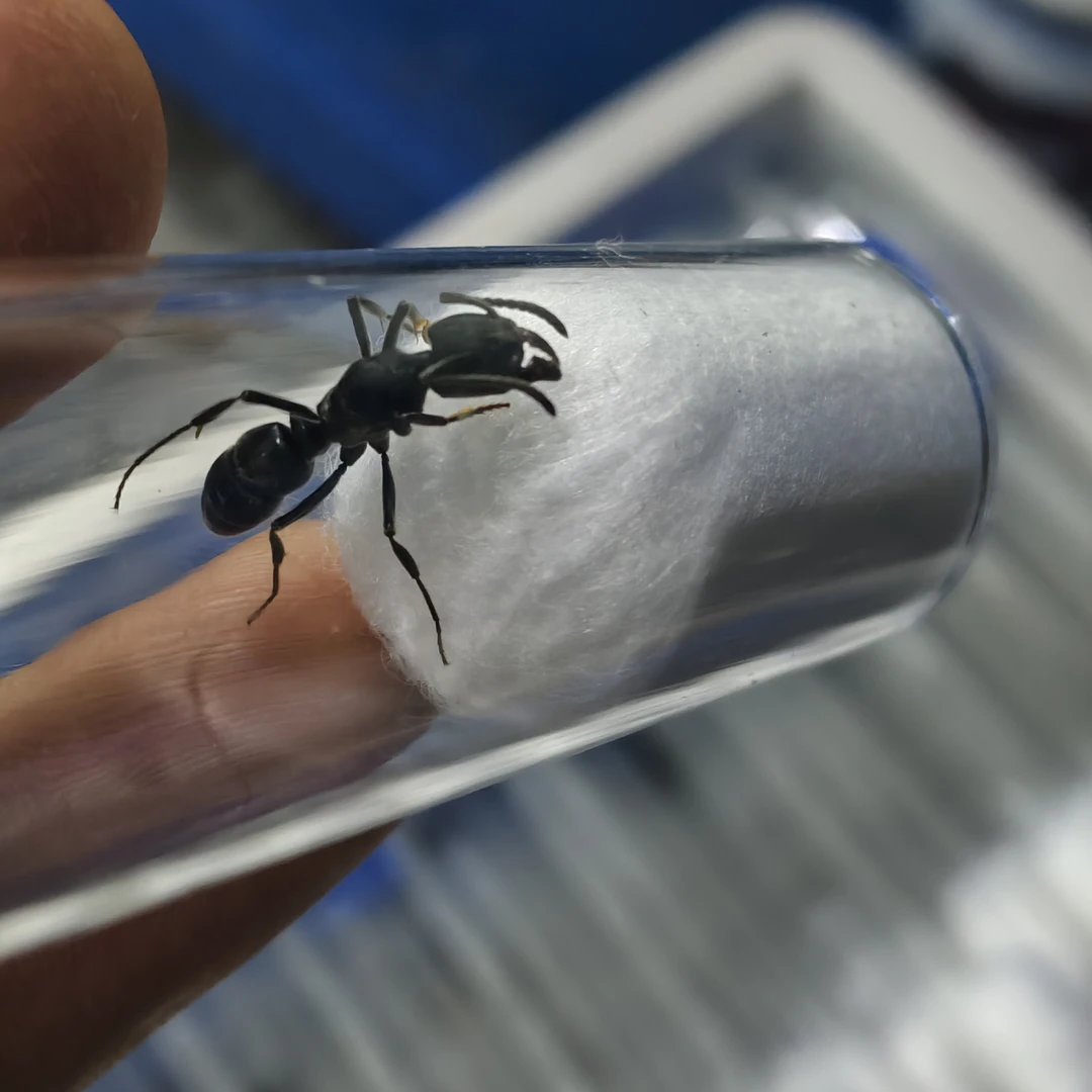 大敏捷扁头猛蚁1.6-1.8包邮包活到手