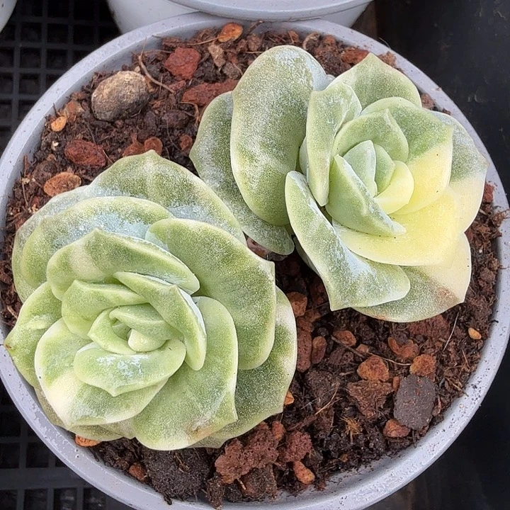 可爱玫瑰锦一物一拍