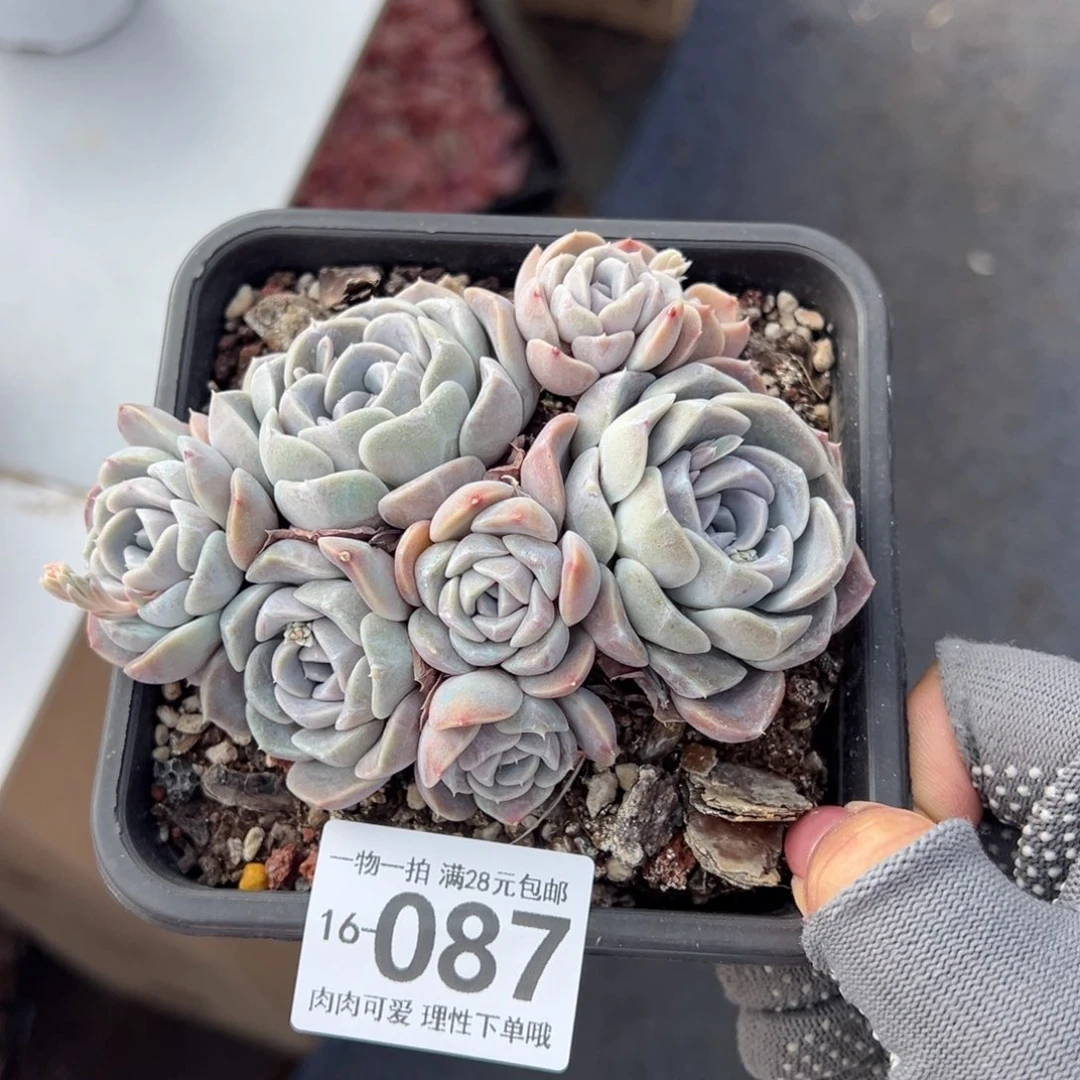 汉堡多肉多肉多肉多