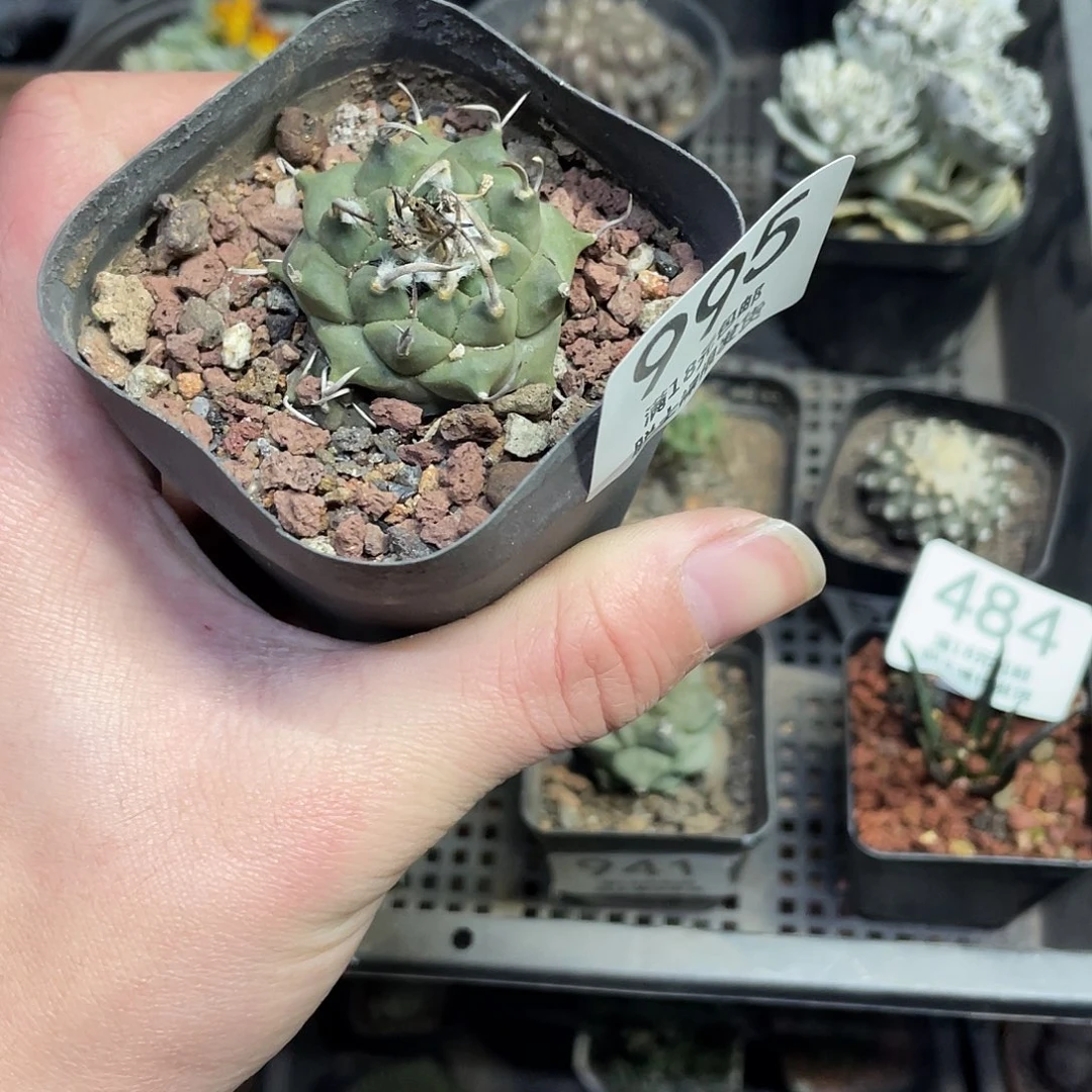 995升云龙（满18包邮）