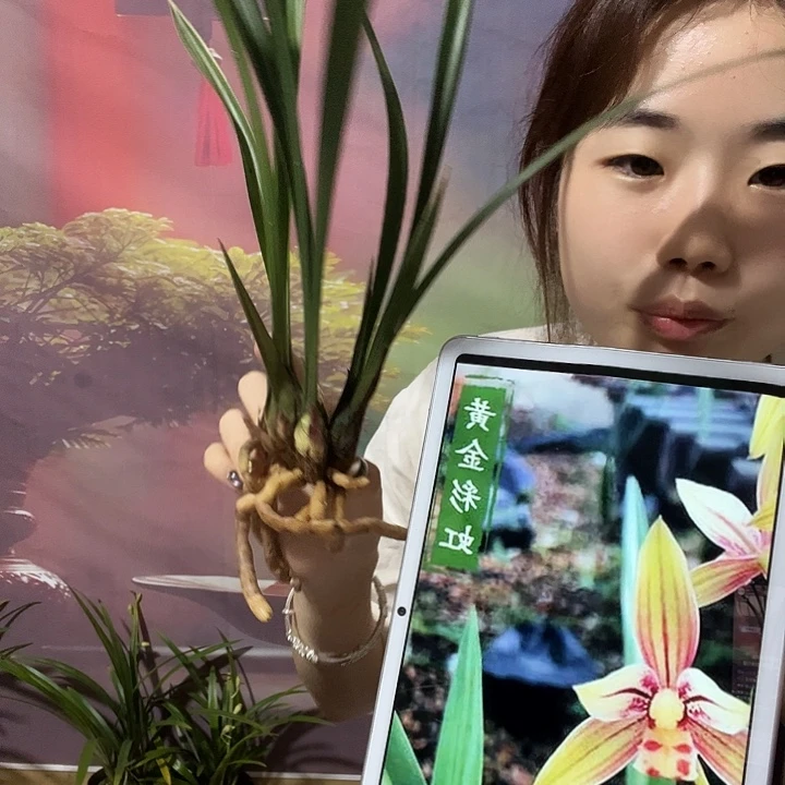 无花朵建兰品种黄金彩虹