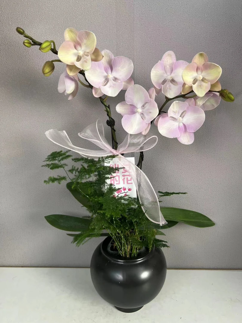 简香《威尼斯》双花剑蝴蝶兰艺术组盆鲜花摆设高端花卉