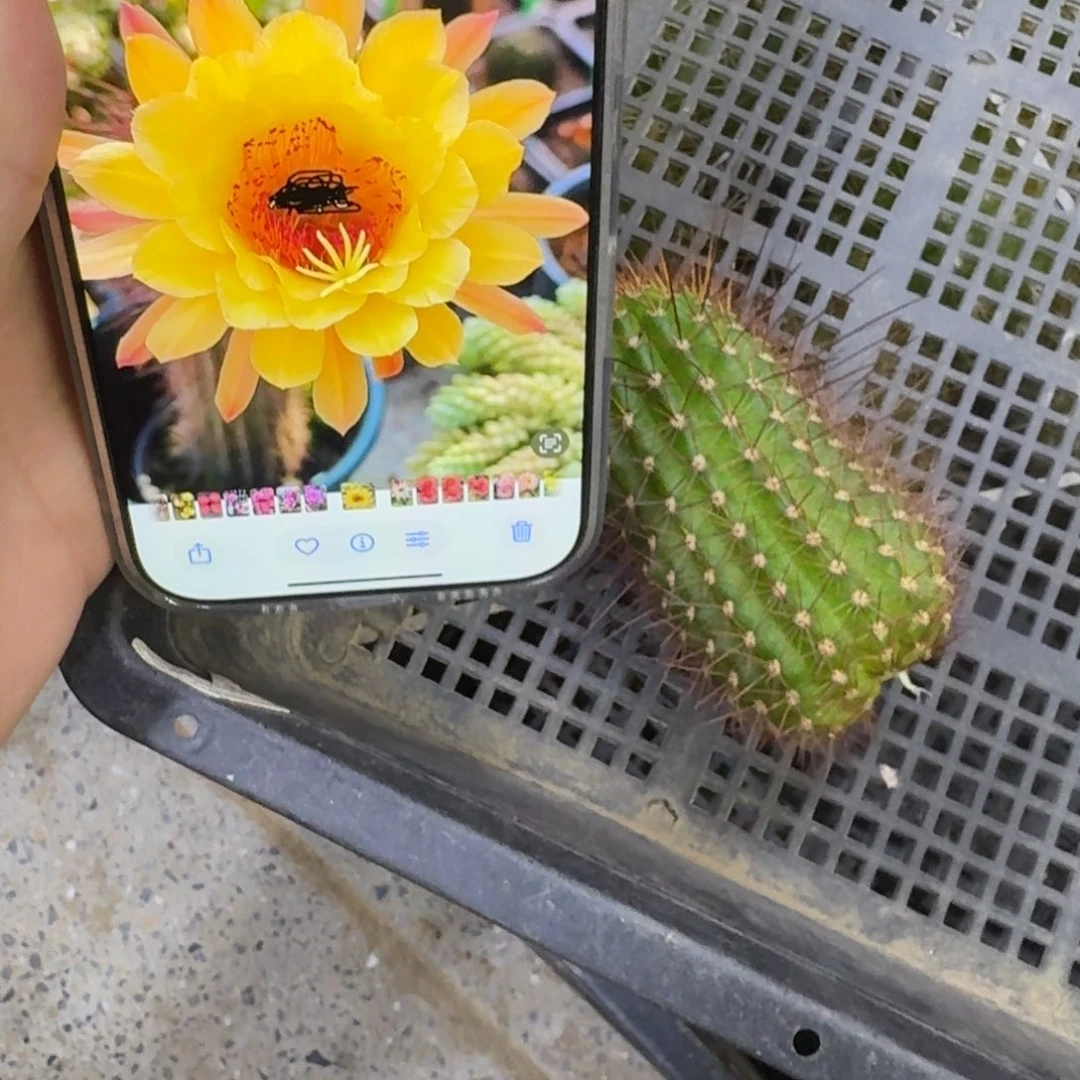 317金妞黄冠歪无根侧牙6公分左右，20包邮