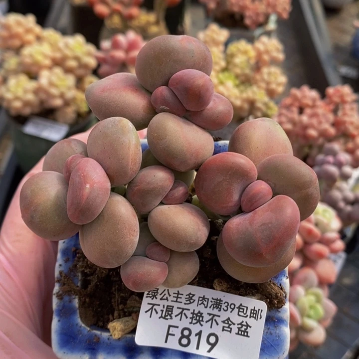 芒果奶8cm819多肉植物