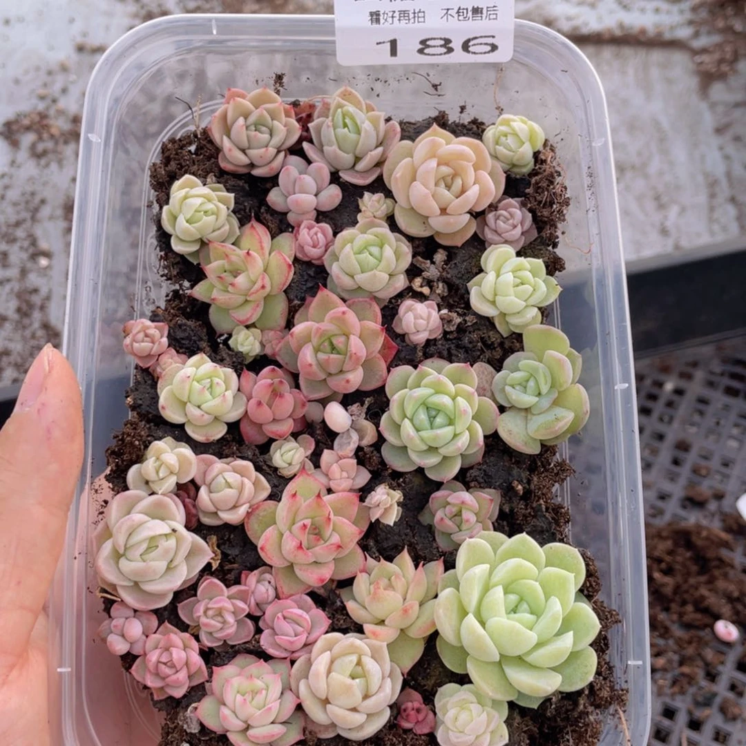 云糖心多肉植物186