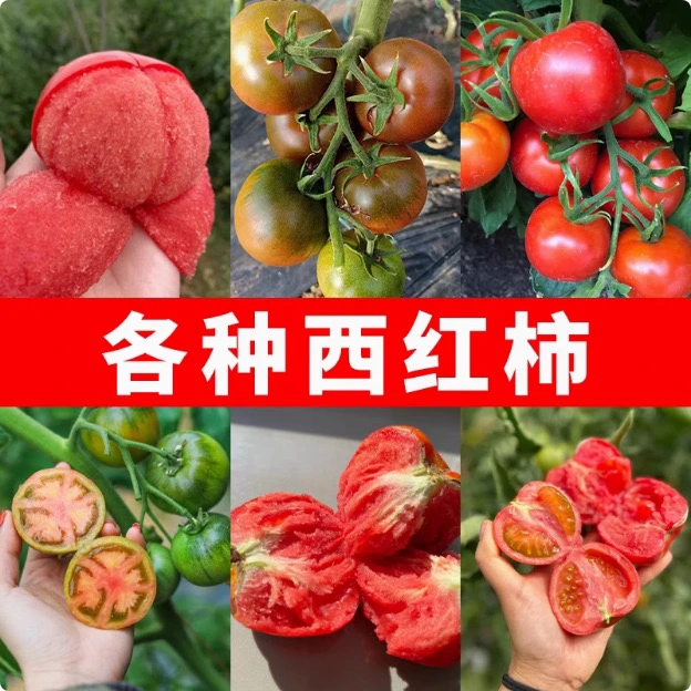 【番茄种子大全】四季小番茄种子千禧圣女果矮生饱满盆栽新鲜种籽