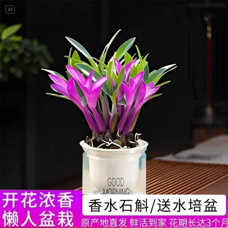 七彩香水石斛兰 精品澳洲石斛 浓香型水培盆栽