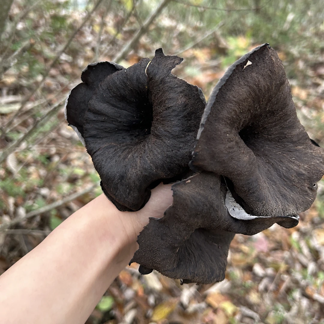 高山黑喇叭菌晒干发货