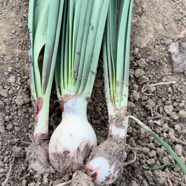 无花朵香山包对版