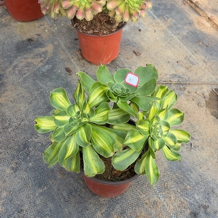 丛林暴君141多肉植物法师