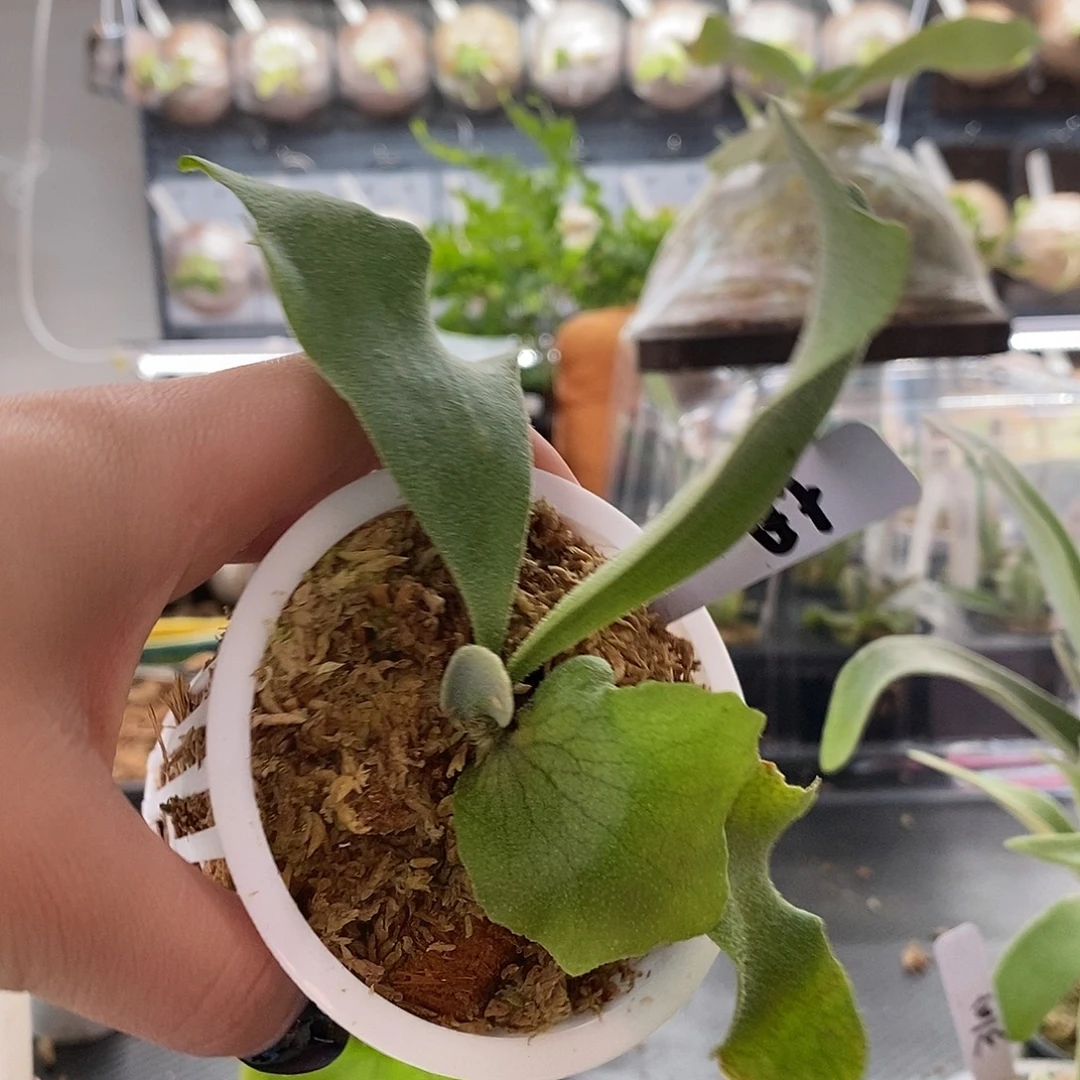 无花朵无开花植物