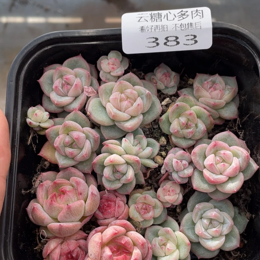 云糖心多肉植物383