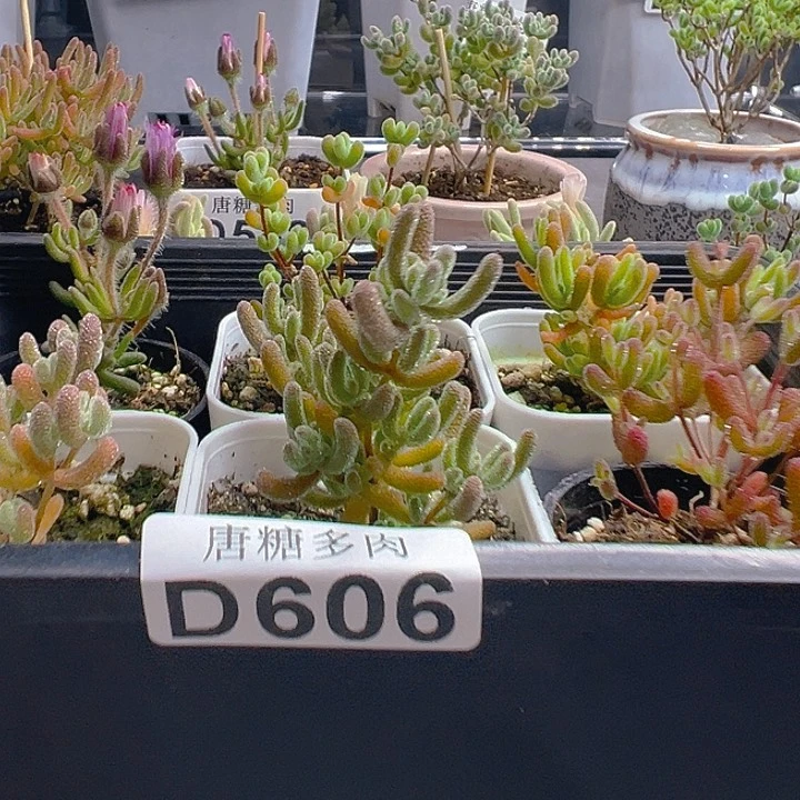 枝干拼盘606。