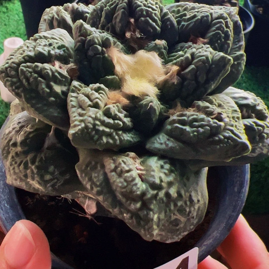 无花朵龟甲牡丹604