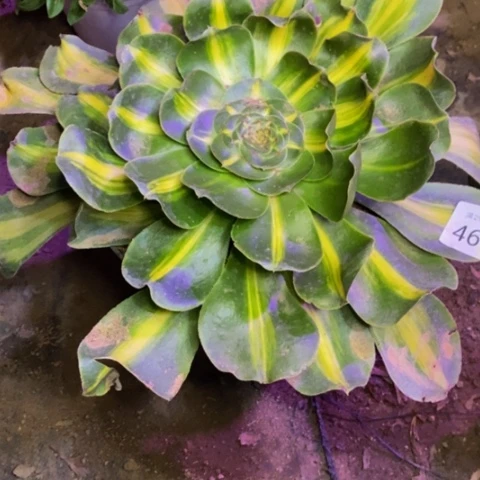 暴君多肉植物4661