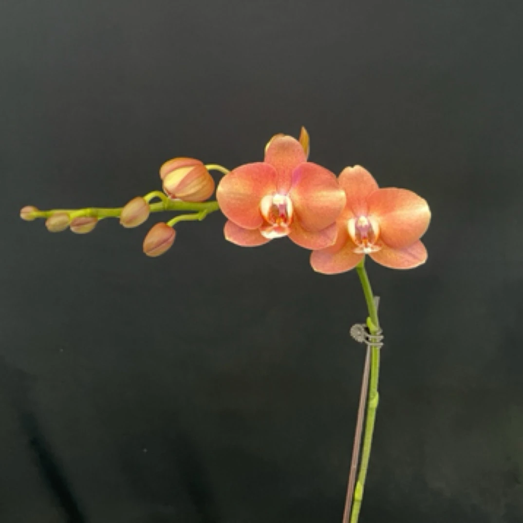 【鲑鱼】2.8寸单梗蝴蝶兰盆栽室内花卉客厅绿植开花好蝴蝶兰盆栽