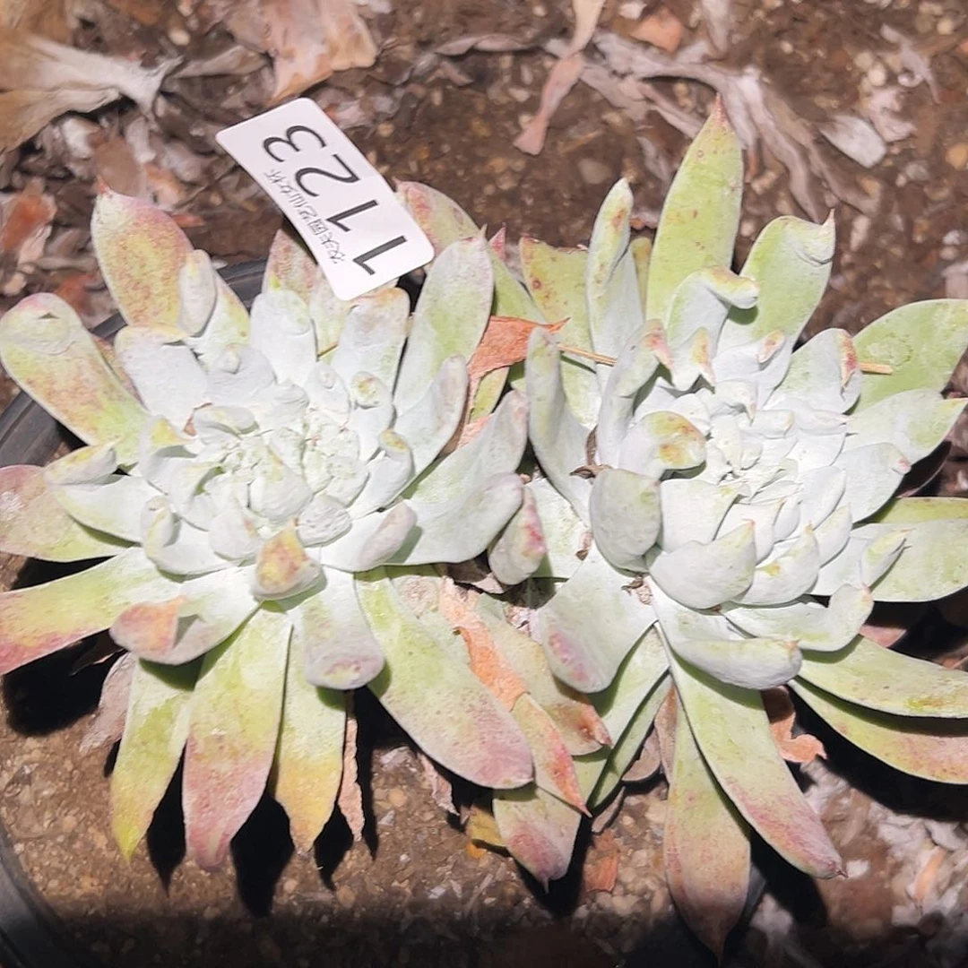 阿金尼仙女杯多肉。