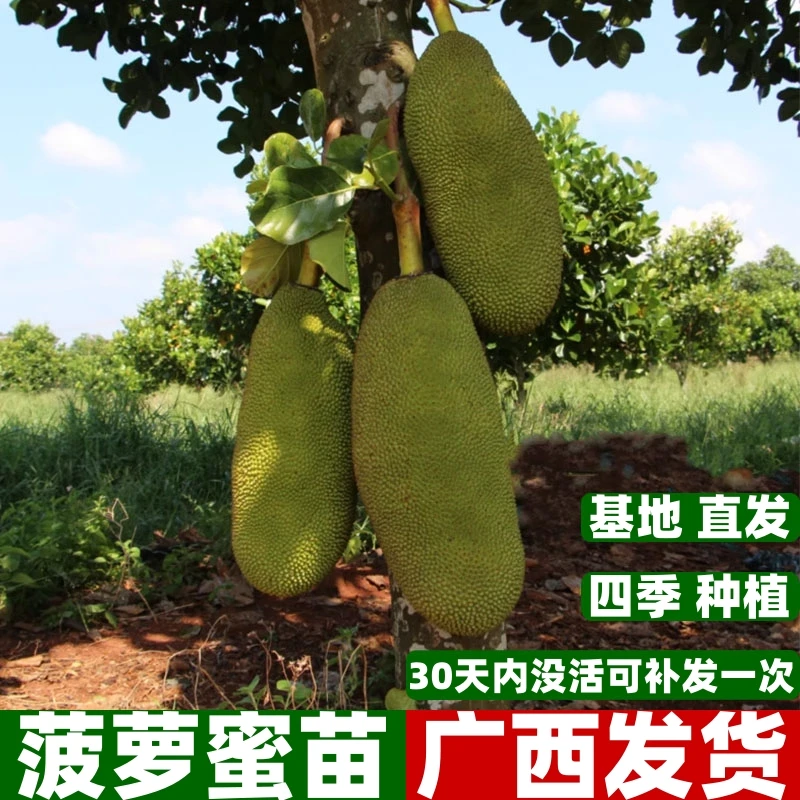 印尼红肉菠萝蜜树苗栽嫁接苗干苞黄肉菠萝蜜苗盆栽地四季菠萝蜜苗