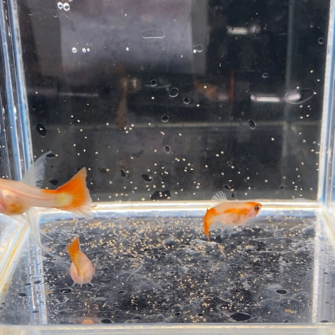 孔雀鱼黄化体深海蓝玻璃猫c一对加一