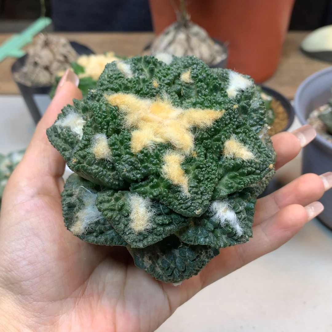 30号 出根芽龟甲哥斯拉9公分