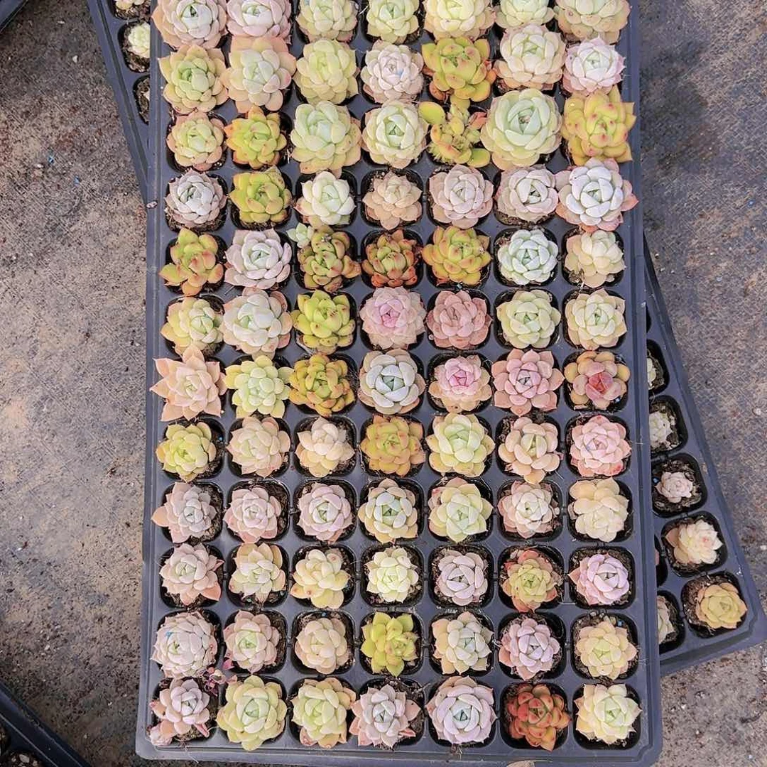 摆**号直播一物一拍多肉26