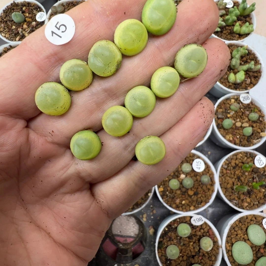 小***学拉登11颗脱土1500000