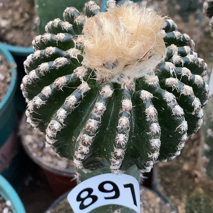 无花朵袖蒲柱奇特球891