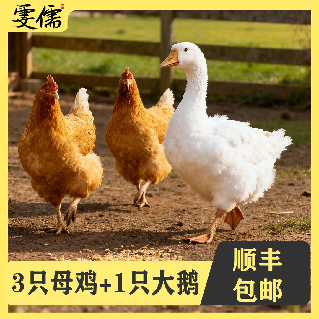 【大麦1】3只2年母鸡+赠1只大白鹅 组合装 4只净重11斤  支持试吃