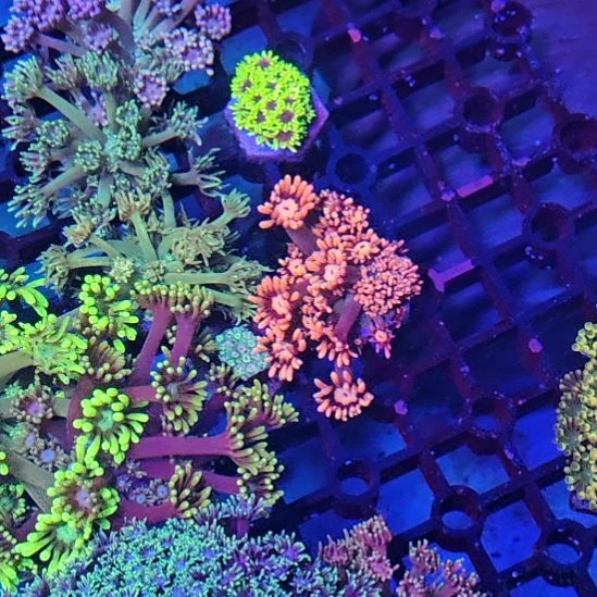 纽扣珊瑚玫粉单包