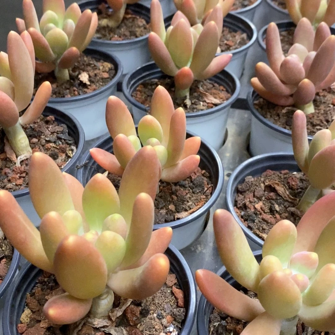 01。金蟾。福利多多