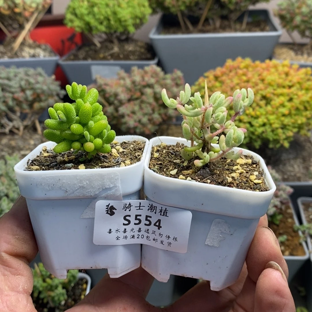 554套餐2颗枝干番杏