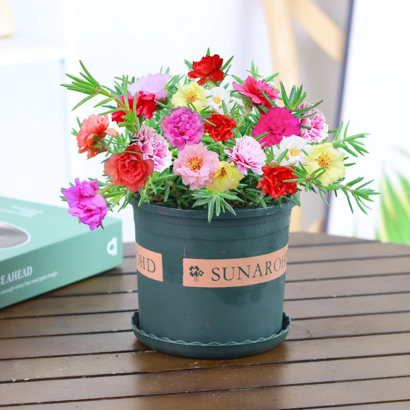 重瓣太阳花苗盆栽混色带根四季开花阳台室内庭院耐寒耐热花卉植物