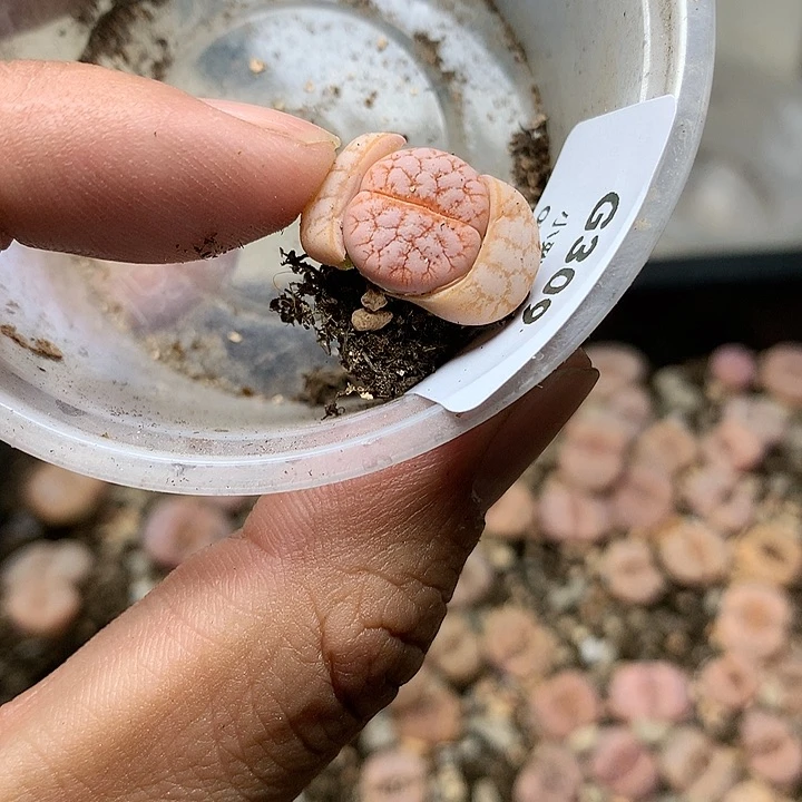 G309多肉植物保护