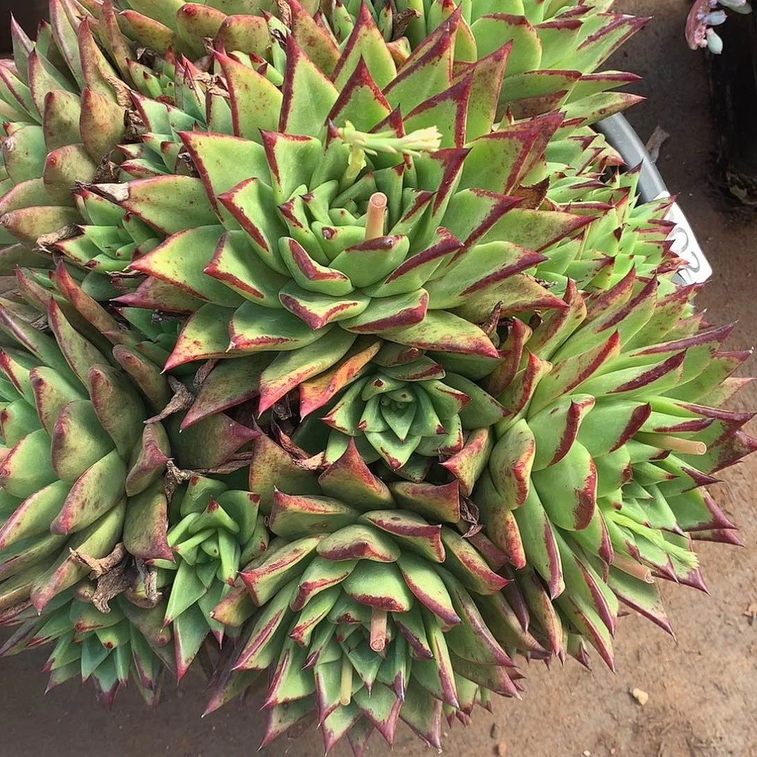 302 一物一拍多肉