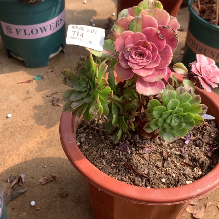 714知否多肉特价不售后