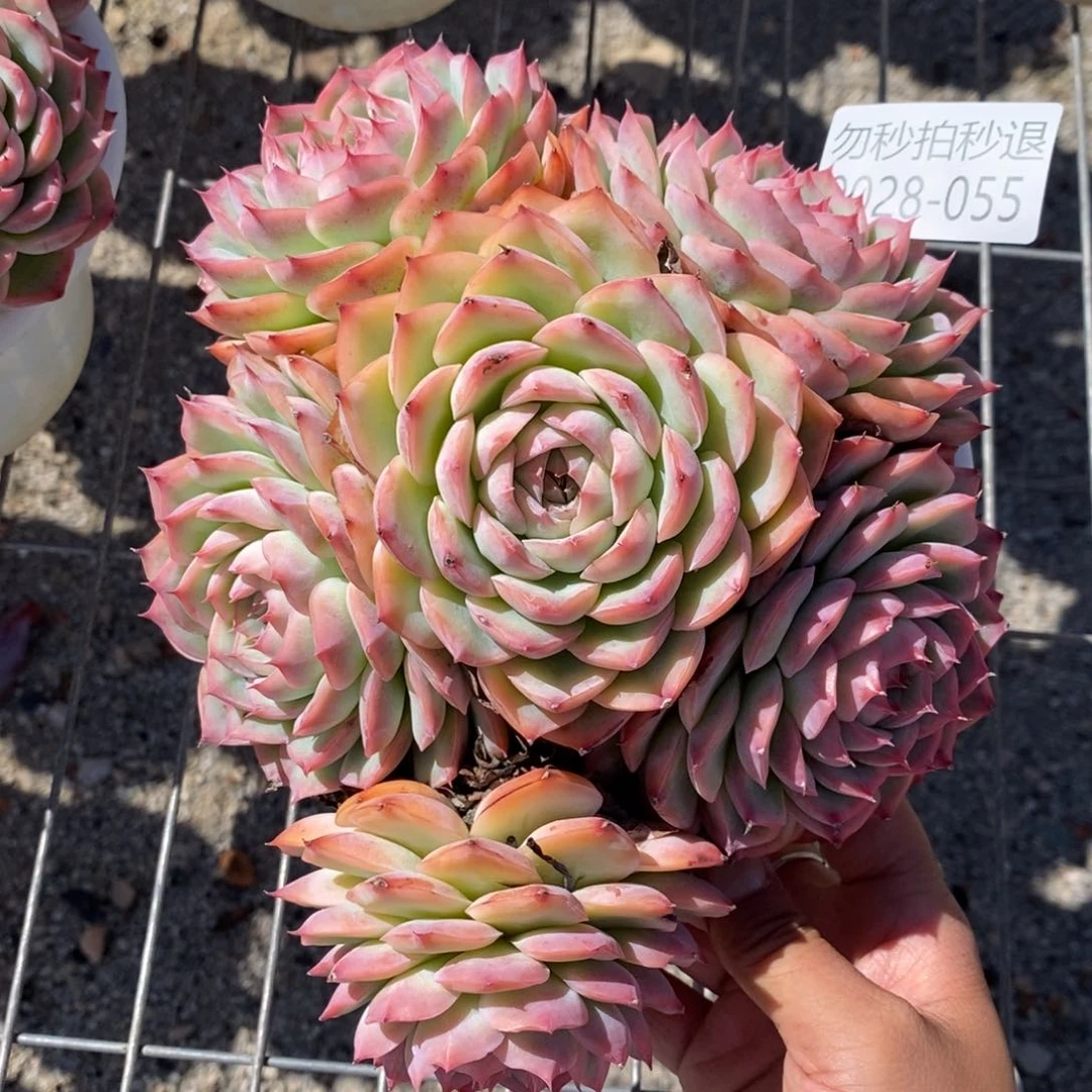 勿秒拍秒退 9028-55侧影