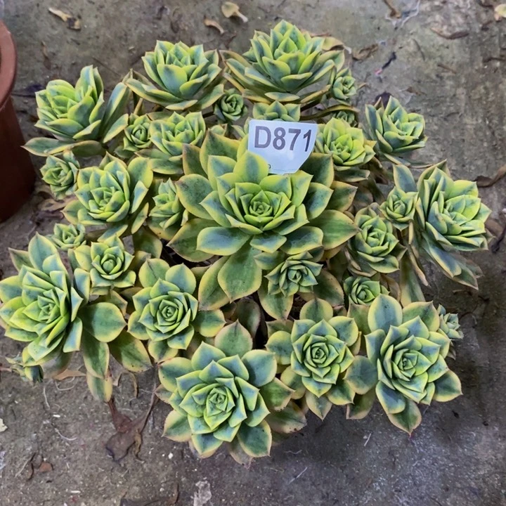 星爆多肉植物871