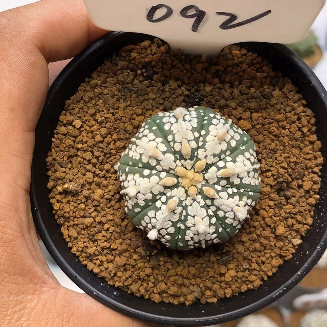 乌***雪092福利特价来了啊哈哈