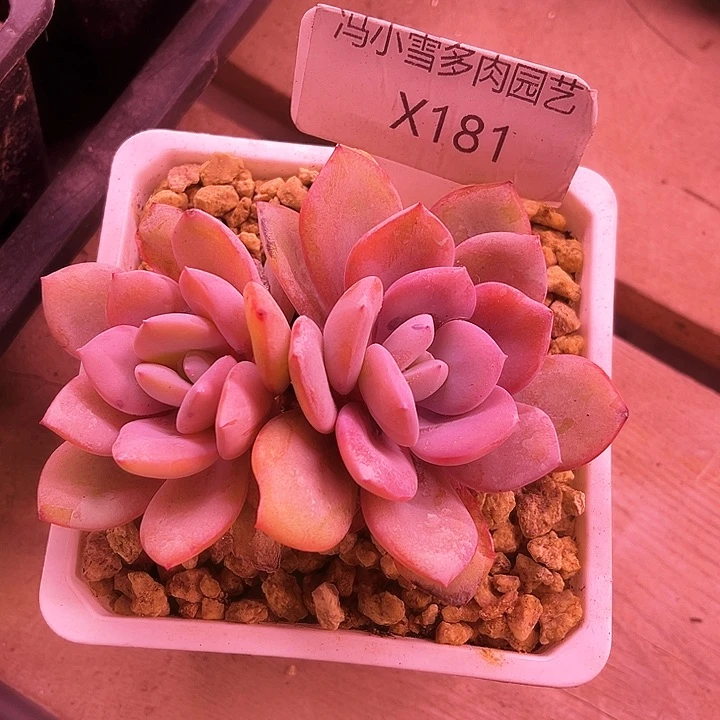 红*手我是第一百个为妖刀应援的阴阳