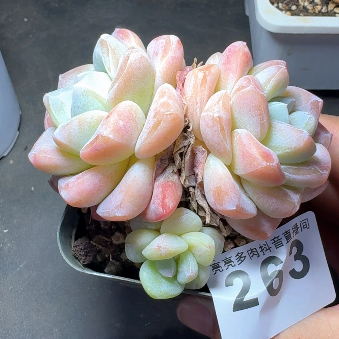 冰玉福利         多肉植物