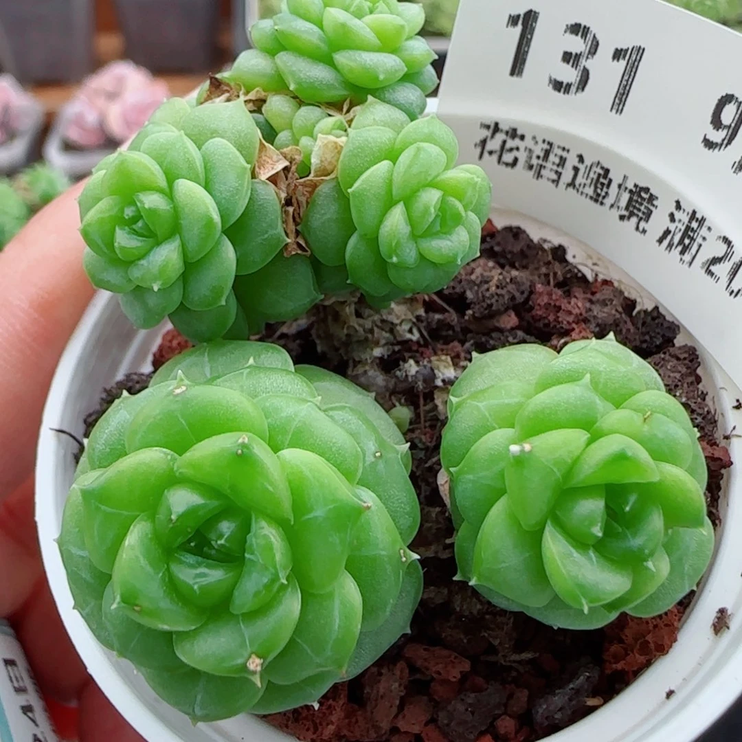 花语逸镜0924-131整