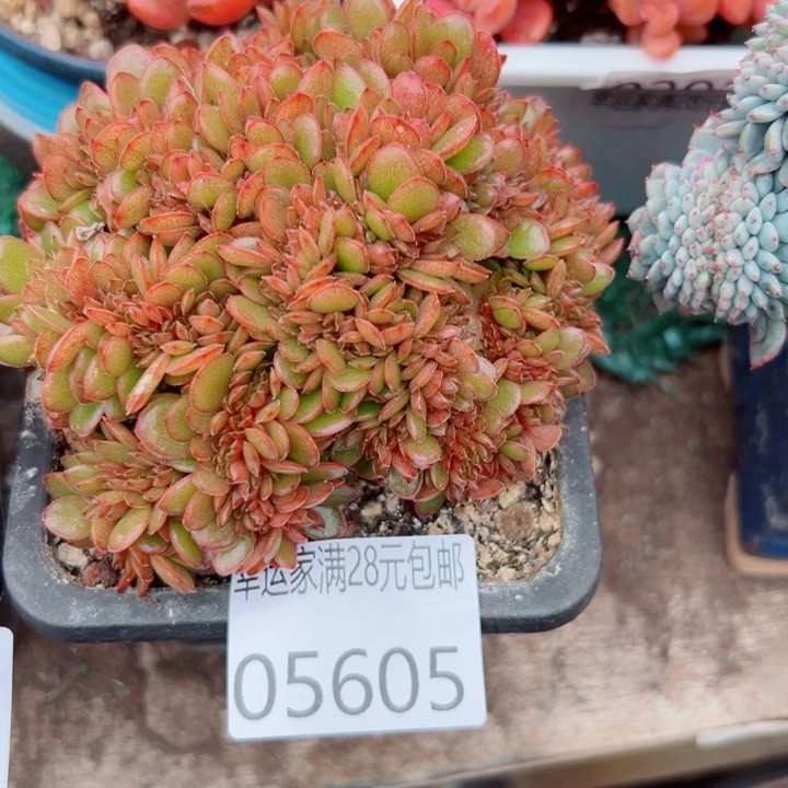 幸运的是我还没遇到你幸运