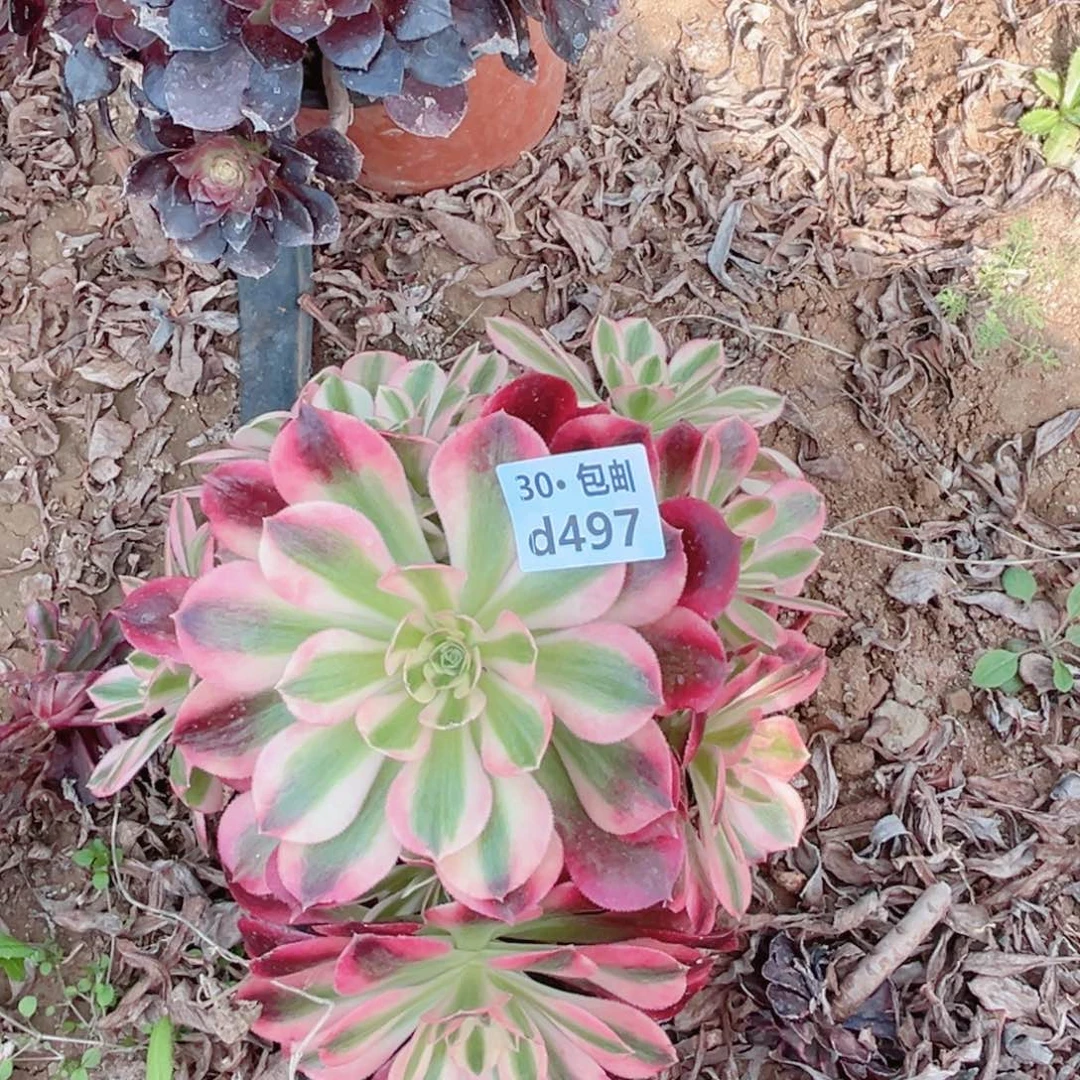 497处理多肉法师